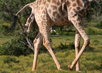 Giraffe being born.jpg